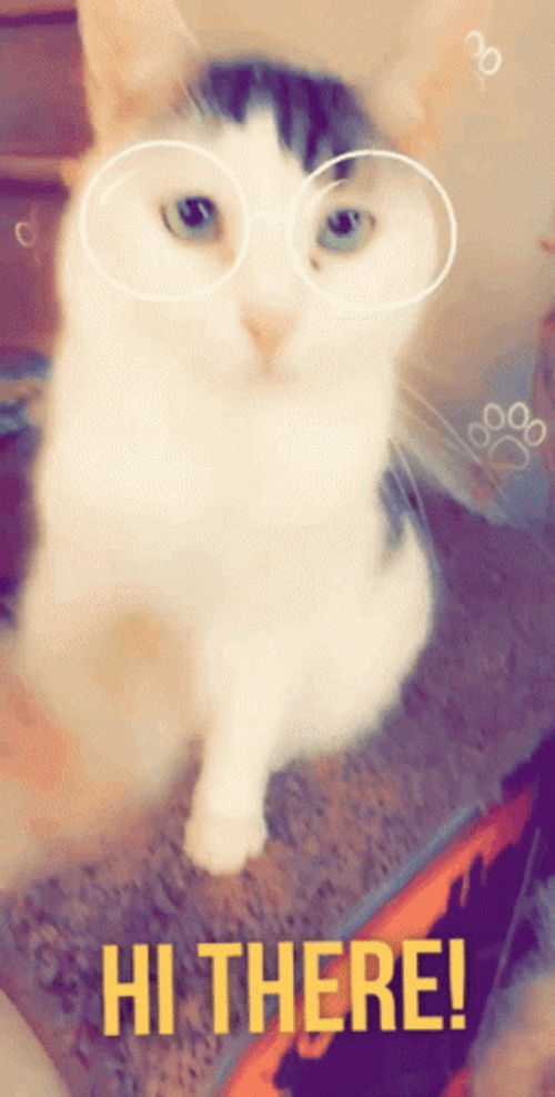 Hi There Cute Cat Shaking Hands GIF