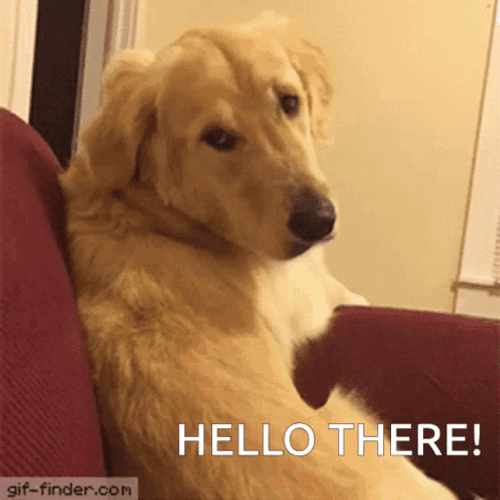 Hi There Golden Retriever Upside Down Head GIF