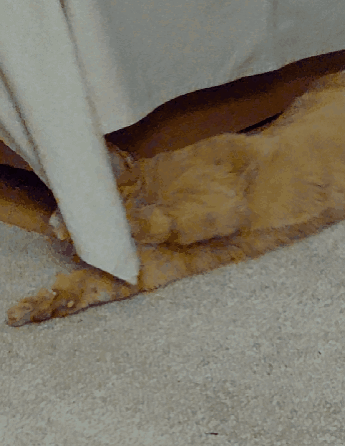 Hi There Mischievous Ginger Cat GIF