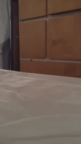 Hide And Seek Sneaky Kitten GIF