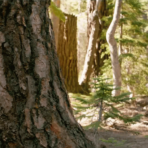 Hide And Seek Spying Alien Creature GIF