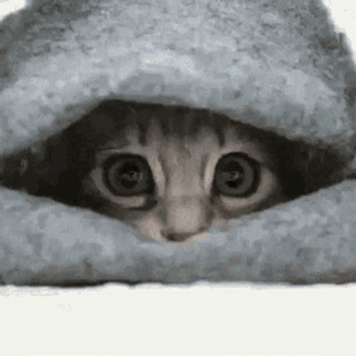 Hide Cat Under Blanket GIF