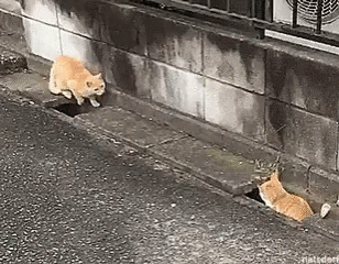 Hiding Cats Orange Chase Play GIF