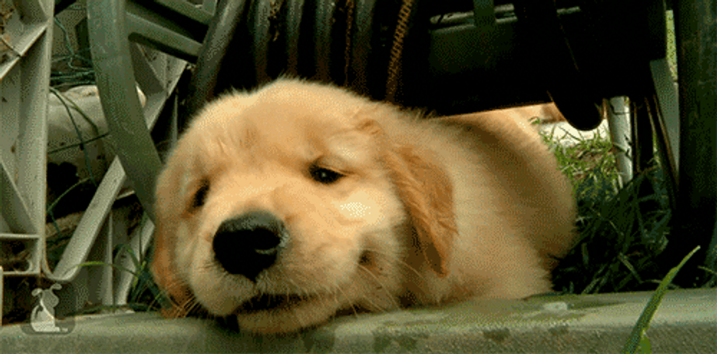 Hiding Golden Retriever GIF
