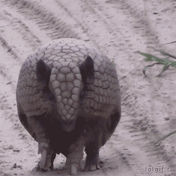 Hiding Meme Anteater Defense Mode GIF