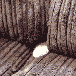 Hiding Meme Cat On The Sofa Iz Safe GIF