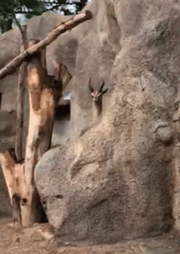 Hiding Meme Deer Behind Huge Rocks GIF
