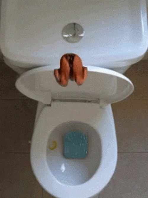 High Diving On The Toilet Bowl Meme GIF