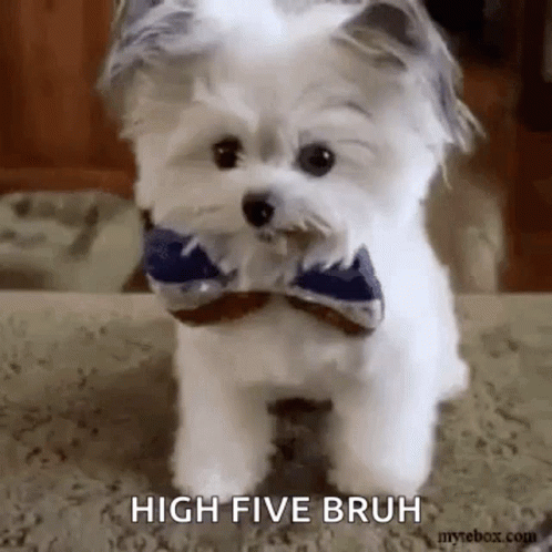 High Five Bruh Meme Maltese Dog GIF