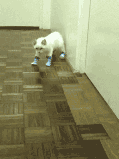 High Heels Cute Cats GIF