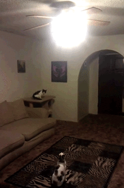 High Jump Cat Save Energy GIF