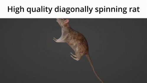 High Quality Diagonally Spinning Rat GIF