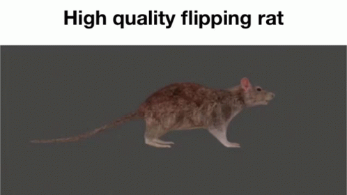 High Quality Spinning Rat Animation GIF