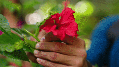 Hiker Giving Flowers GIF