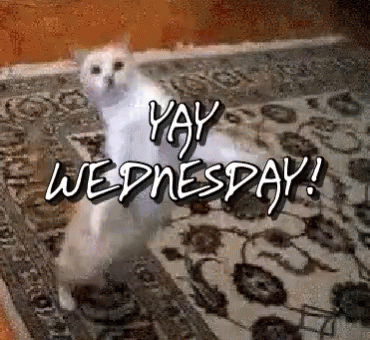 Hilarious Cat Dancing On Yay Wednesday GIF