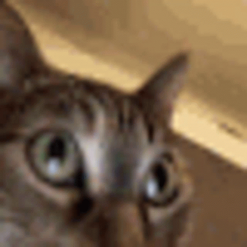 Hilarious Cat Freak Out Face GIF