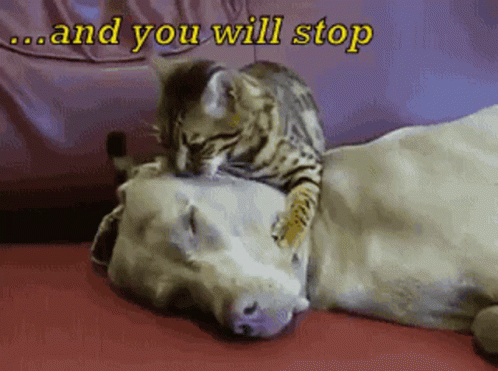 Hilarious Cat Making Biscuits Funny Meme GIF