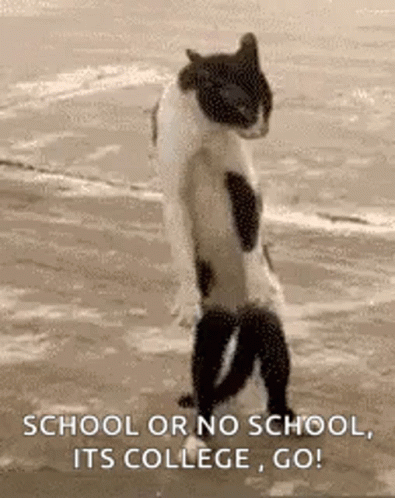 Hilarious Cat School Or No School Its College GIF