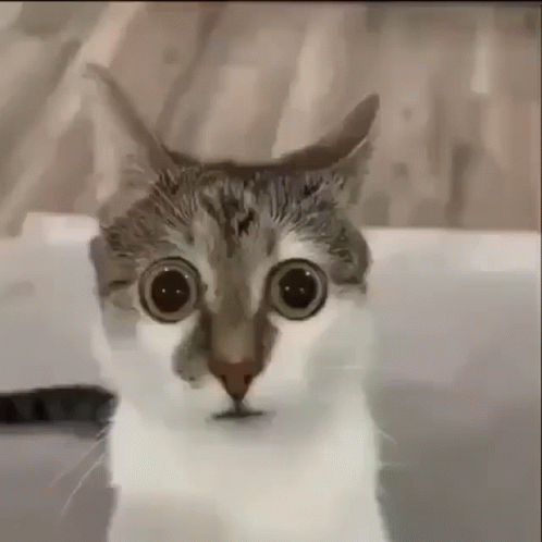 Hilarious Cat Suspense Look GIF