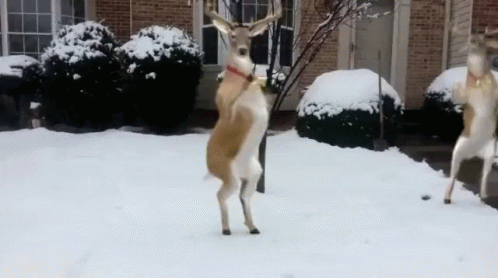 Hilarious Dancing Reindeer Snow Season GIF