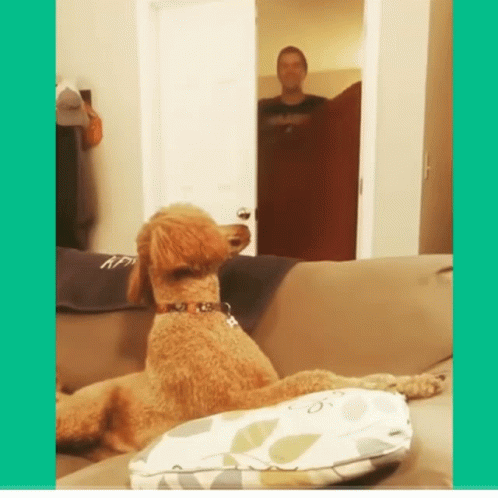 Hilarious Dog Reaction On Disappearing Trick GIF
