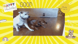 Hilarious Dog Riding Robotic Vacuum Funny Thursday GIF