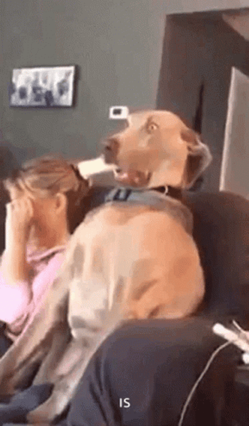 Hilarious Dog Terrified Shock GIF