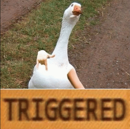 Hilarious Duck Triggered Meme GIF