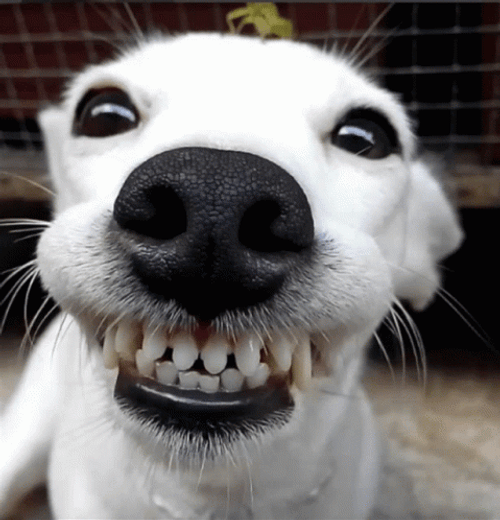Hilarious Funny Dog Smile Meme GIF
