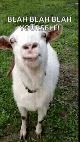 Hilarious Goat Stick Tongue Out GIF