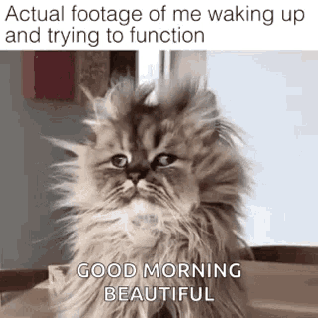 Hilarious Good Morning Cat Footage GIF