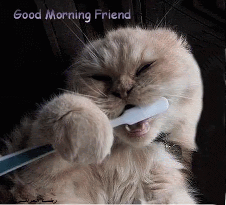 Hilarious Good Morning Cat With Toothbrush GIF