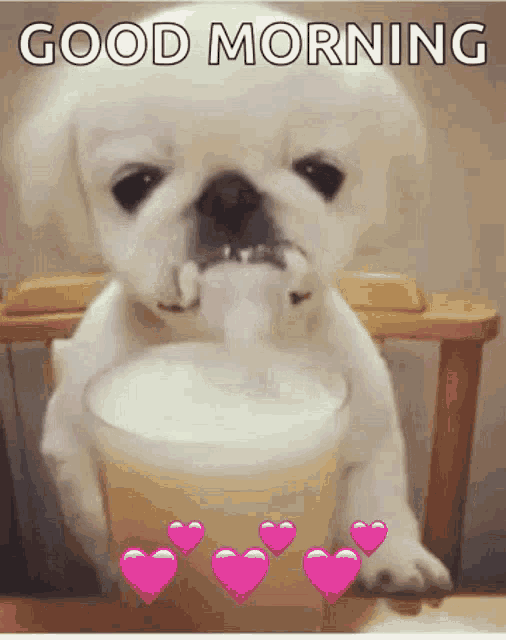 Hilarious Good Morning Dog With Beer GIF