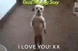 Hilarious Good Morning Sexy Dog Dance GIF