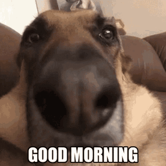 Hilarious Good Morning Silly Dog GIF
