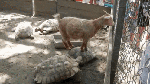 Hilarious Lazy Goat GIF
