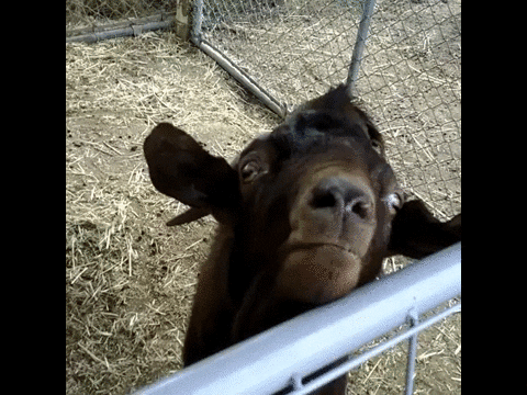 Hilarious Mouthy Screaming Goat GIF