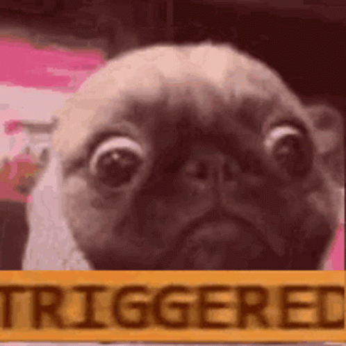Hilarious Pug Dog Triggered Meme GIF