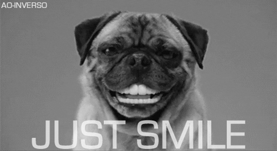 Hilarious Pug Dog Wide Smile GIF