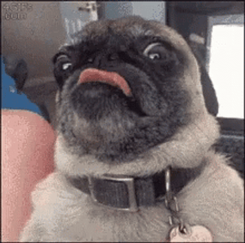 Hilarious Pug Tongue Out Good Morning Puppy GIF
