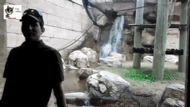 Hilarious Rizz Zoo Monkey Swinging GIF
