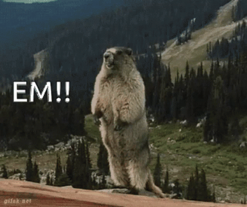 Hilarious Screaming Beaver Asking For Em Meme GIF