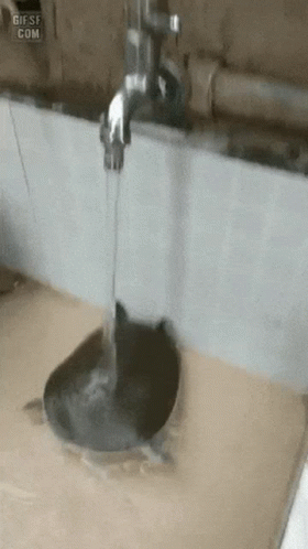 Hilarious Turtle Drink Water On Faucet Funny GIF