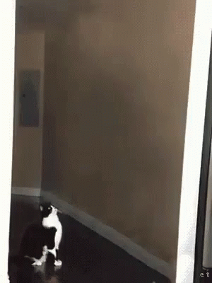 Hilarious Ufo Taking Cat GIF
