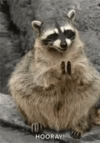 Guadeloupe Raccoon Hip Hip Hooray GIF