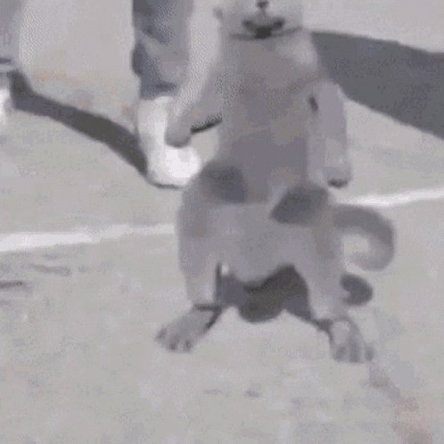 Hip-hop Cat Dancing Meme GIF