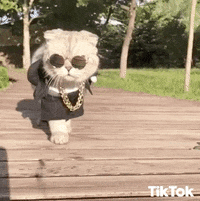 Hip Hop Kitty Walking GIF