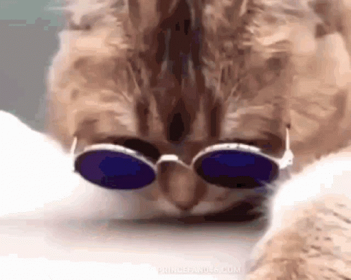 Hippie Cool Cat With Sunglasses GIF