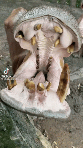 Hippo 280 X 498 Gif GIF