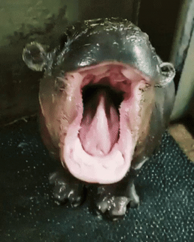 Hippo 398 X 498 Gif GIF